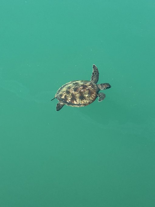 The image features a turtle swimming through water, with its head above the surface of the water. The background appears to be a light green color, which contrasts nicely with the dark green water. There are no other objects or texts present in the image, making it a simple and serene scene focused on the turtle's movement.