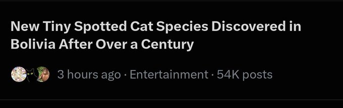 A social media post headline reading 'New Tiny Spotted Cat Species Discovered in Bolivia After Over a Century' with a timestamp of '3 hours ago · Entertainment · 54K posts' below it.