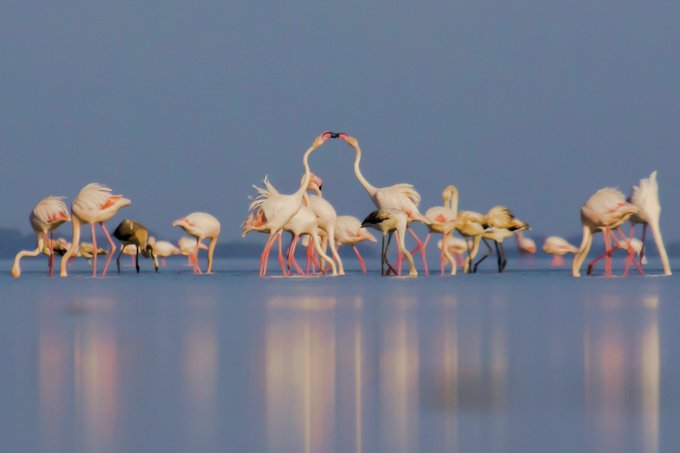 A flock of pink flamingos in shallow blue water, with two forming a heart shape with their necks.