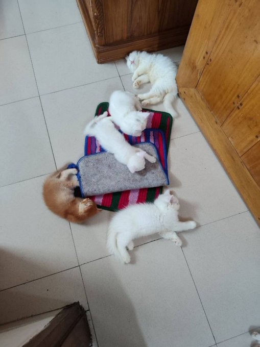 Four fluffy kittens—three white and one orange—are gathered around a small striped mat on a tiled floor, with one orange kitten appearing to playfully pounce on the others.