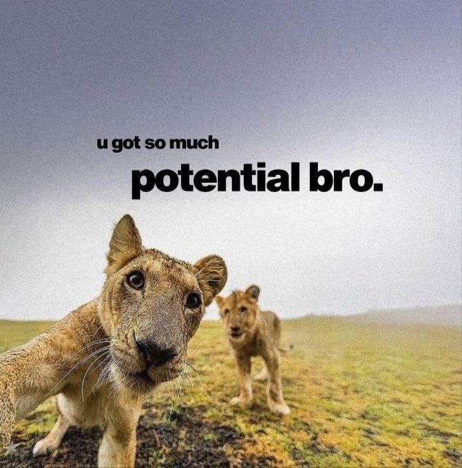 A meme featuring two lions in a grassy field with text reading "u got so much potential bro."