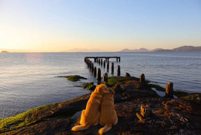 Two golden retrievers embrace tenderly on a mossy rocky outcrop by the sea at sunset, embodying the unconditional love described in the post. In the background, weathered wooden posts rise from the water toward distant mountains, creating a serene, timeless backdrop that mirrors the emotional depth of the scene shared on objkt.com.