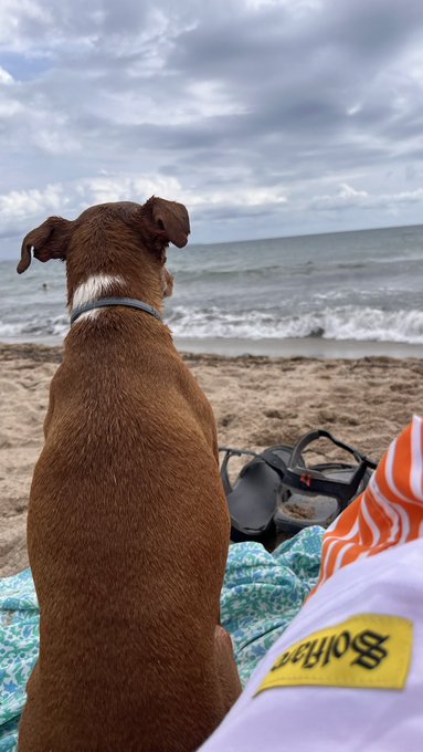 A brown dog with a white neck patch and gray collar sits on a colorful towel at the beach, gazing out at the ocean waves beside a black bag and another person's lap.