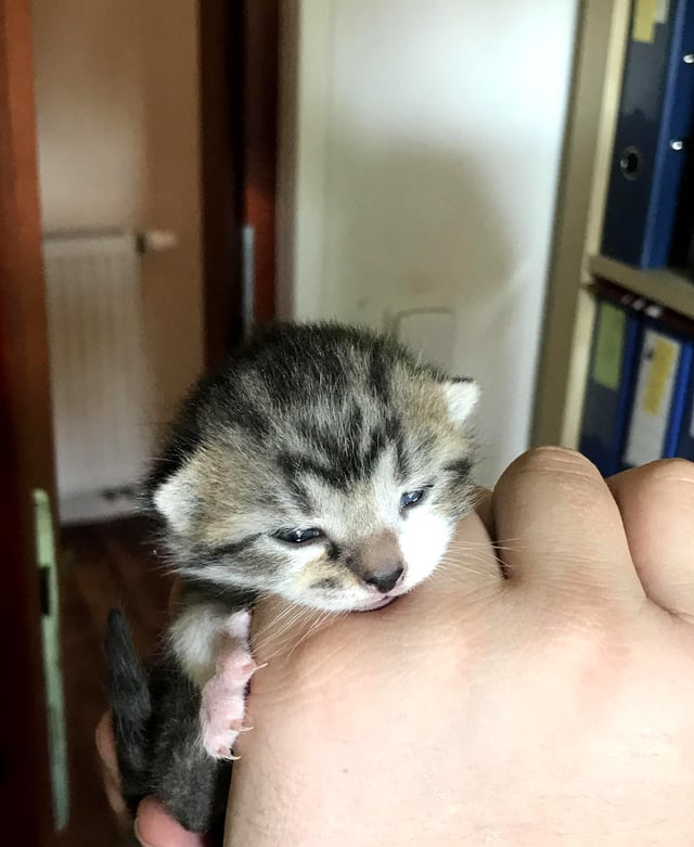 The image features a small kitten with a Monero-like logo on its head being held by someone's hand. The kitten appears to be resting comfortably on the person's arm, creating an endearing scene of bonding between humans and animals.
