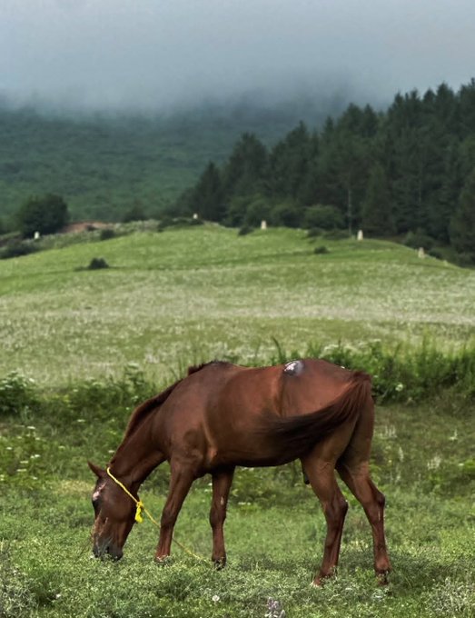 A brown horse with a yellow halter grazing in a green field filled with small white flowers, set against a misty forested hillside backdrop.