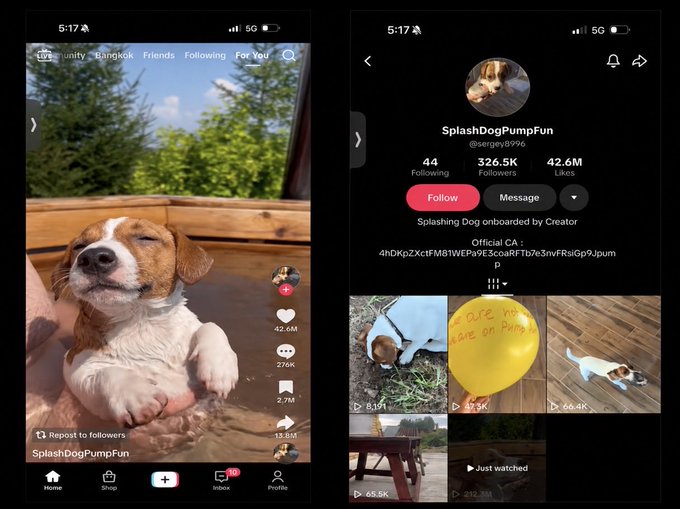 Two screenshots of the TikTok app showing the profile of 'SplashDogPumpFun' (@sergrey8996) with 326.5K followers and 42.6M likes, featuring videos of a beagle dog.