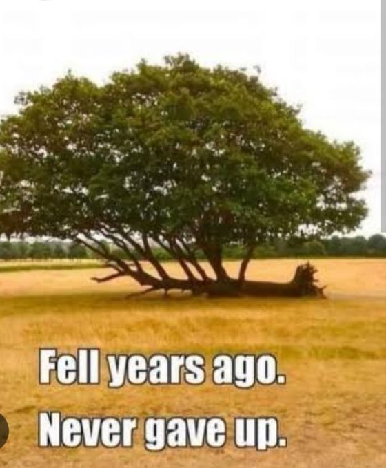 A photo of a tree that has fallen over but continues to grow horizontally with its trunk on the ground. Text overlay reads: 'Fell years ago. Never gave up.'