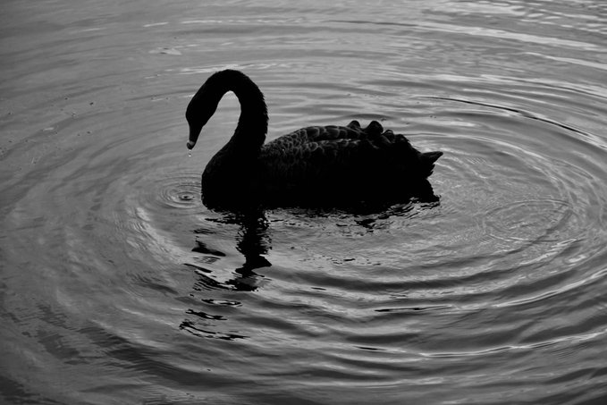 A black swan glides silently across rippling water, its silhouette reflected in the dark surface. The image perfectly captures the financial post's theme of rare, unexpected events: a $BTC resistance struggle, market breakdowns in $NDAQ and $BIST, and a $KOSPI collapse—echoing the historic "black swan" metaphor for unforeseen crises, while $GOLD's quiet decline mirrors the swan's calm, ominous drift.
