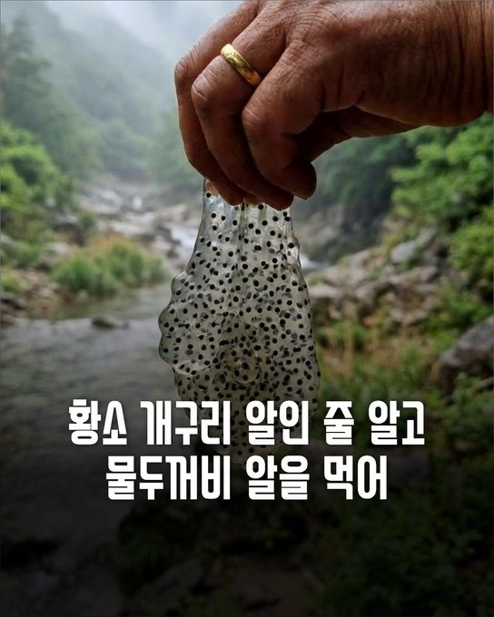 A hand with a gold ring holds a spotted fish above a flowing stream with mountains in the background, accompanied by Korean text reading '향소 개구리 알인 줄 알고 물두꺼비 알을 먹어' (translation: ate toad eggs thinking they were frog eggs).