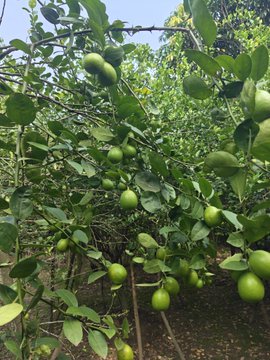 Green, unripe citrus fruits—likely limes or lemons—hang abundantly from a leafy tree, showcasing the lush results of dedicated cultivation and hard work.