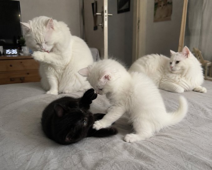 Three white cats and one black cat interact on a gray bed, with one white cat playfully pawing at the black kitten while another grooms itself and the third watches; a clock showing 15:36 is visible in the background.