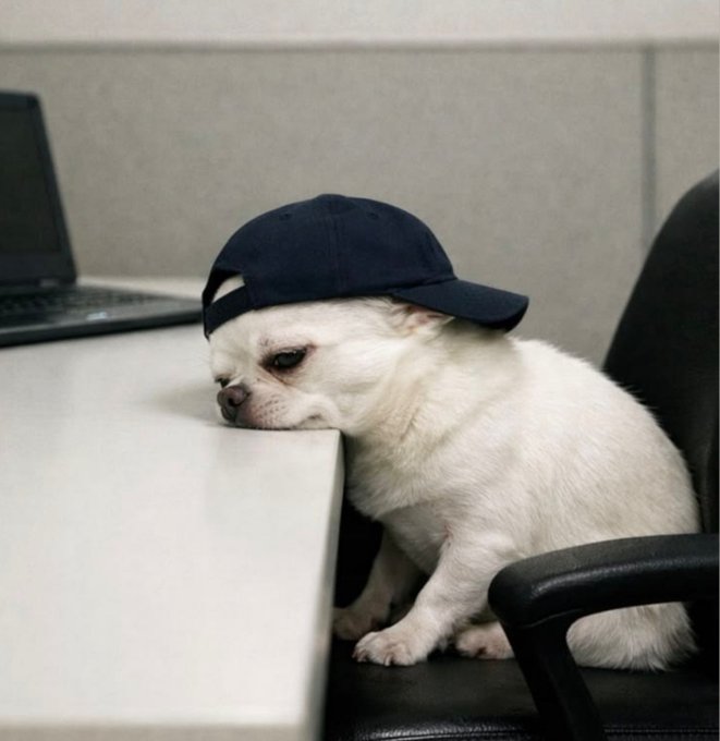 A small white chihuahua wearing a navy blue baseball cap backward sits in a black office chair, resting its head on a white desk next to a laptop with a tired or sad expression.