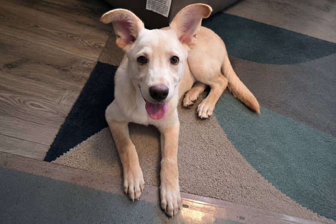 A cream-colored dog with large perked ears and a pink tongue out sits happily on a geometric patterned rug, looking directly at the camera—appearing to be Sunshine, the Lab mix newly adopted by Solana founder Anatoly "Toly" Yakovenko.