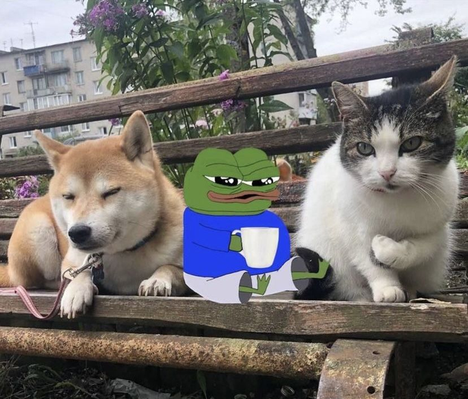 A Shiba Inu and a cat sit on a wooden bench with a Pepe the Frog meme placed between them, with the caption "gm Discipline over dopamine today." reflecting a stoic, focused mindset to start the day.