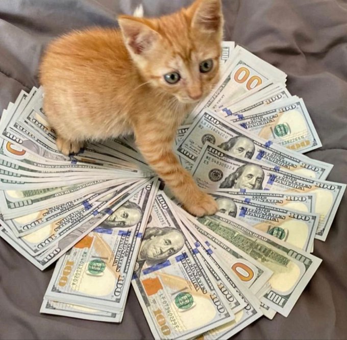 An orange tabby kitten stands on a bed atop a fanned-out display of US $100 bills arranged in a circular pattern on a gray blanket.