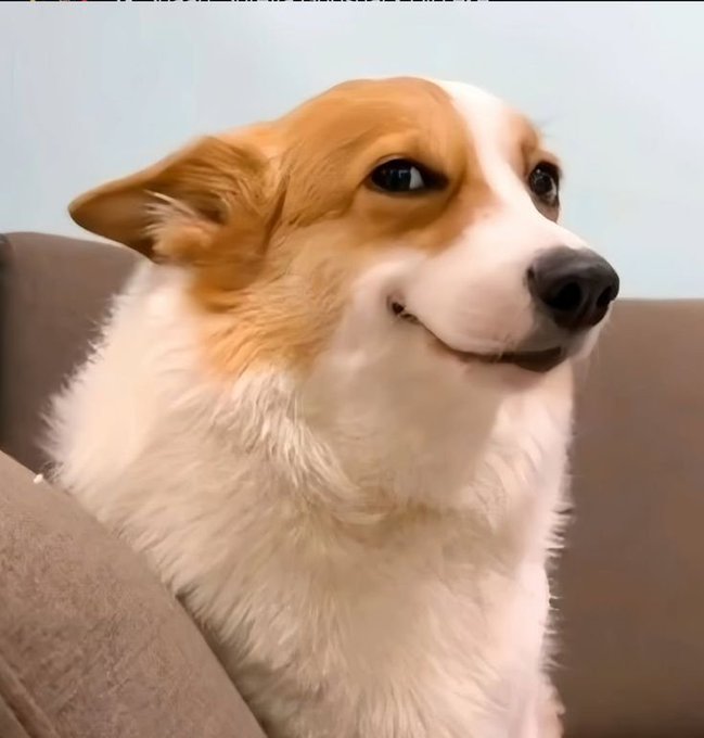 A close-up portrait of a tan and white Pembroke Welsh Corgi with a slight smile, sitting on a brown couch.