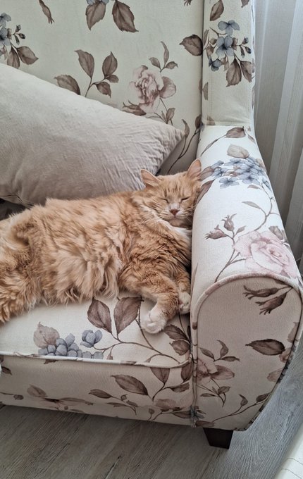 An orange tabby cat sleeps peacefully on a floral-patterned couch with a beige pillow.