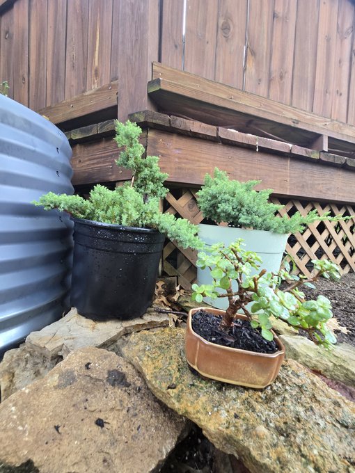 Several potted plants, including bonsai-style succulents and juniper, sit on rocks against a wooden fence and lattice.