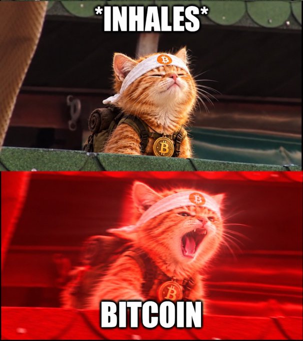 A two-panel meme featuring a kitten with Bitcoin logos as a headband and necklace; the top panel is labeled "*INHALES*" while the bottom panel shows the kitten appearing to exhale fire with the label "BITCOIN".