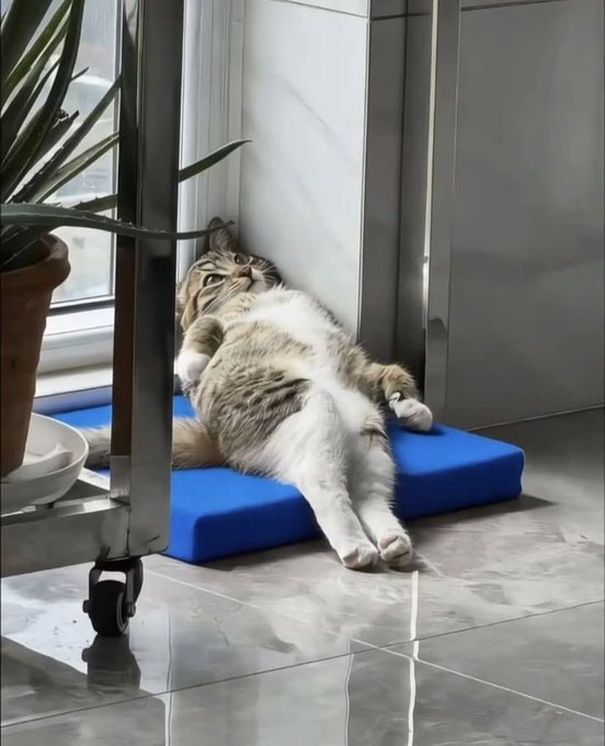 A tabby and white cat lies on its back on a blue cushion on a tiled floor, looking up toward the camera, with a plant in a pot nearby.