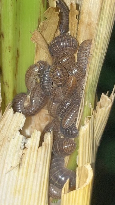 A close-up photo of a cluster of brown pill bugs (sow bugs/roly-polies) gathered inside the split, fibrous interior of a green plant stem.
