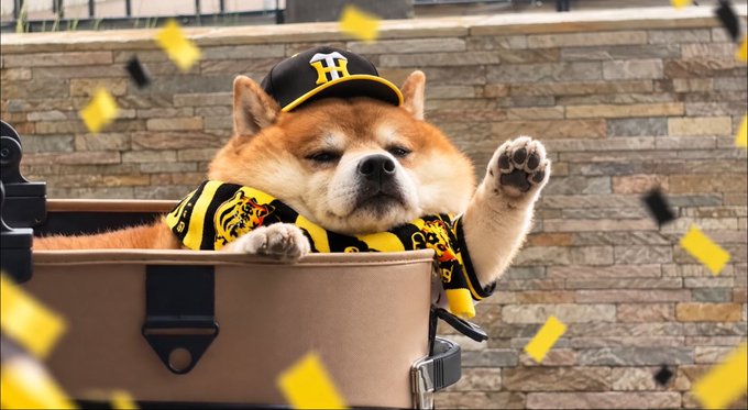 A Shiba Inu wearing a Hanshin Tigers baseball cap and yellow-and-black striped jersey lounges in a suitcase with one paw raised triumphantly amid falling confetti, perfectly matching the "morning victory parade" caption as the dog appears ready to celebrate a championship win.