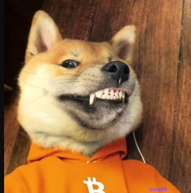 A close-up photo of a Shiba Inu dog baring its teeth, wearing an orange hoodie with a Bitcoin (₿) logo, watermarked "@ZistanOTC."