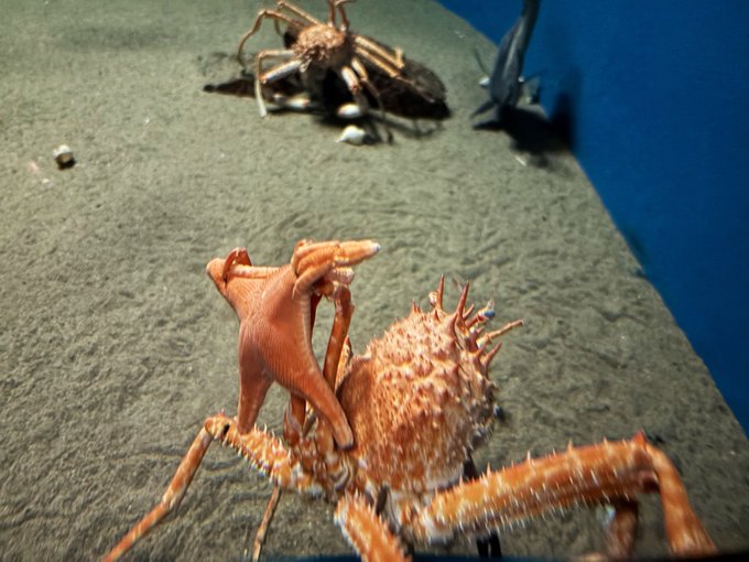 Underwater footage reveals a spiky red crab resting on the sandy seafloor, with another crustacean visible in the background near a blue object. The striking close-up of this unusual crab aligns with the post's reference to a viral video highlighting the fascinating sea creature.