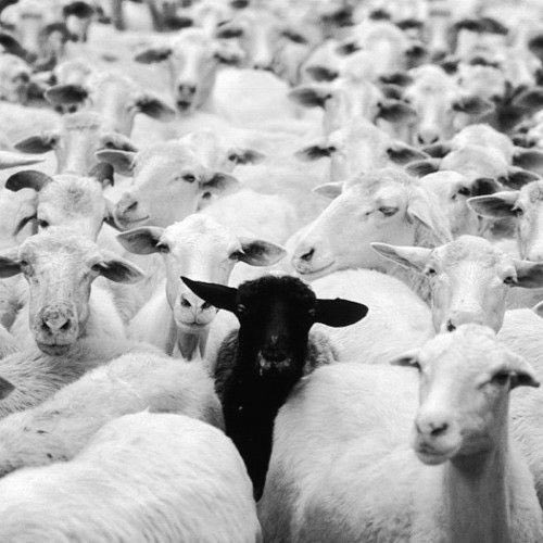 A single black sheep stands out among a dense crowd of white sheep, mirroring the post's message about thinking like a herd by chasing trends like memecoins and NFTs without independent judgment, where one wrong move can undo months of effort.