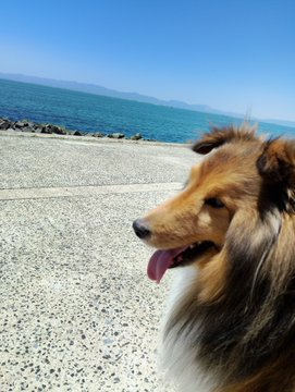 The image features a brown dog with long hair, standing near a beach or ocean shoreline. The dog appears to be panting as if it has been playing outside. In the background, there are mountains visible, adding to the scenic beauty of the scene. The photo is captioned "#久々のオフ 久しぶりに妻と愛犬と海にちゃんだ BBQやってる買ってきたら良かったなー StepNは捗ったけどね".
