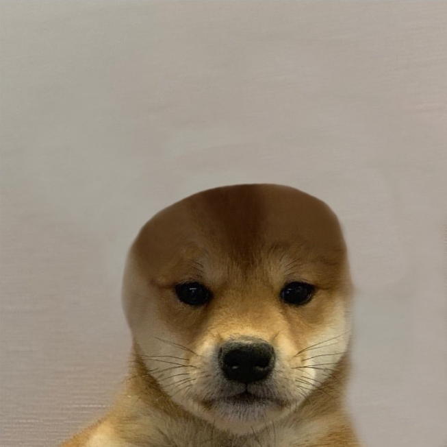 Close-up portrait of a small tan and white Shiba Inu puppy looking directly at the camera against a plain light wall.