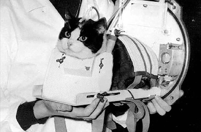 A black and white historical photo of a black and white cat strapped into what appears to be an early space capsule or aviation testing harness.
