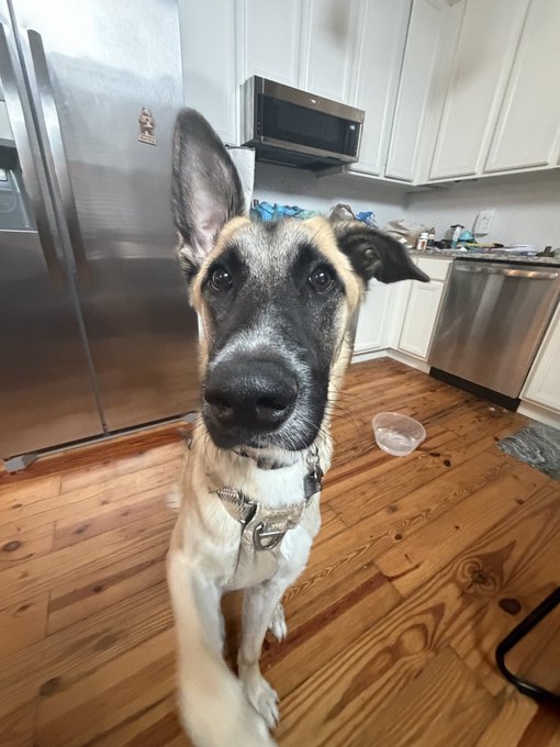 A German Shepherd mix dog with a black and tan face stands attentively on a wooden kitchen floor, wearing a collar and harness with its ears perked up.