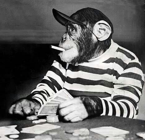 A chimpanzee wearing a baseball cap and striped shirt smokes a cigarette while playing poker. This image visually represents the unpredictable and sometimes surprising wins in speculative markets, drawing a parallel to the poker analogy in the accompanying text.