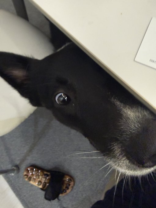 A close-up photo of a black cat peeking out from under a white table, looking up with striking blue eyes.