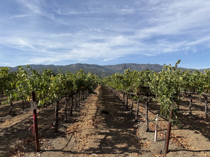 A photograph of a vineyard with rows of grape vines stretching toward forested mountains under a partly cloudy blue sky.