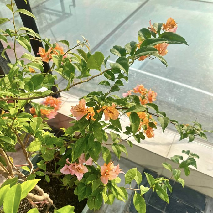 The image features a potted plant with pink flowers, which appears to be a bougainvillea or a similar type of flowering shrub. The plant is situated near a window, allowing natural light to illuminate its vibrant colors. In addition to the main subject, there are other plants and flowers in the background that add depth and variety to the scene. The image also contains text elements such as "Good morning my X family @ghsxt_org" and "@NomismaNetwork Bullish @useTria @River4fun @sleepagotchi", which may be related to a social media post or an advertisement for a gardening service.
