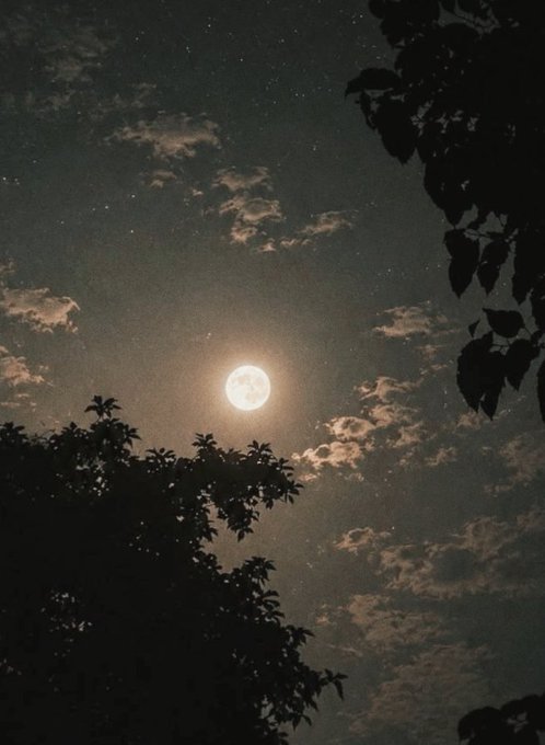 A nighttime photograph of a bright full moon surrounded by wispy clouds and scattered stars, framed by the dark silhouettes of tree branches and leaves.
