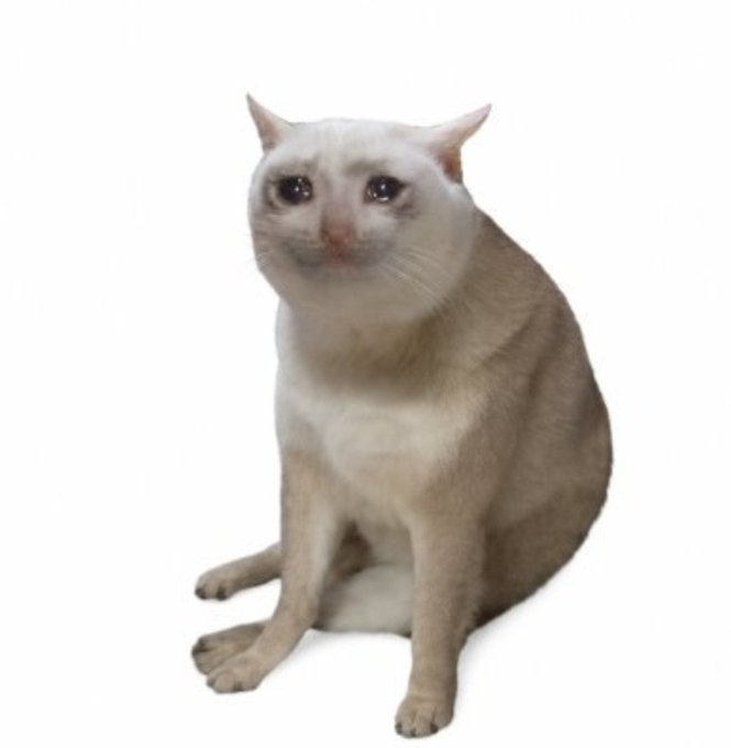 A cream-colored cat sits upright against a white background, looking directly at the camera. The image serves as the face of the "$CASHCAT" crypto token meme, tying the literal cat to the cryptocurrency's branding while promoting its rising market cap and zero-tax structure.
