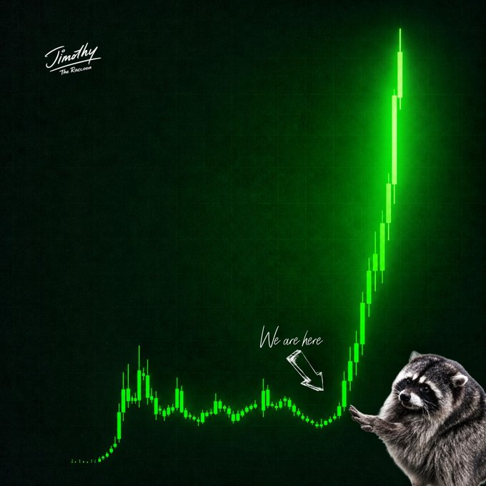 A promotional image featuring 'Timothy The Raccoon' with a green candlestick chart showing a sharp upward trend and an arrow labeled 'We are here' pointing to the start of the rise.