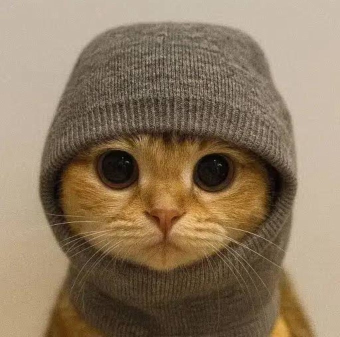 A ginger cat wearing a gray knit beanie and matching scarf stares wide-eyed at the camera, humorously personifying a modest, bundled-up "future millionaire" saying "GM" (good morning). The cozy, slightly overwhelmed expression matches the hopeful optimism of the post's morning greeting to aspiring wealth-builders.