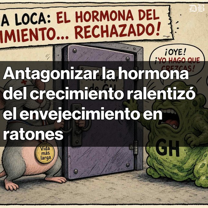 A cartoon illustration showing a mouse locking a door against a green blob character labeled 'GH', with Spanish text including '¡LA LOCA: EL HORMONA DEL... RECHAZADO!' and an overlay reading 'Antagonizar la hormona del crecimiento ralentizó el envejecimiento en ratones'.