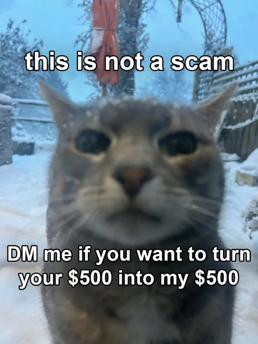 A meme featuring a close-up of a cat in a snowy setting with text reading 'this is not a scam' and 'DM me if you want to turn your $500 into my $500'.