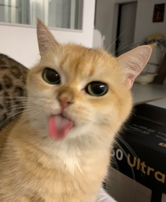An orange tabby cat with wide green eyes sticks its tongue out playfully at the camera, sitting next to a black box labeled "Ultra." The cat's goofy, derpy expression perfectly matches the energetic, hyped-up "GM" (good morning) vibe of the post, ready to "cook" for the day ahead.