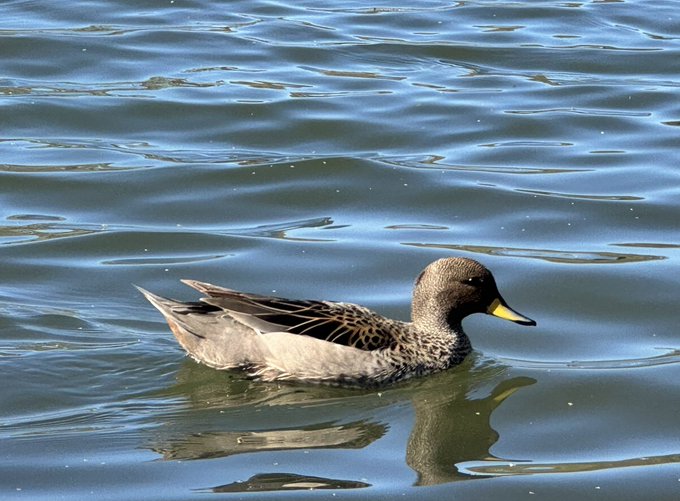 The image features a duck swimming in a body of water, possibly a lake or pond. The duck has its wings spread out as it moves through the water. The background appears to be a dark color, which contrasts with the lighter colors of the duck and the water.