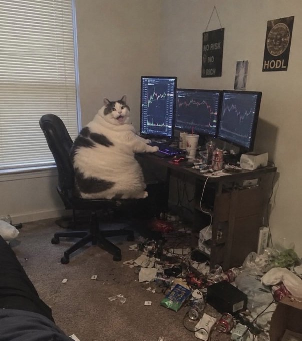A very chubby black and white cat sits at a desk in an office chair, appearing to trade on three monitors displaying stock charts. The walls feature posters reading "NO RISK NO MUCH" and "HODL," while the cluttered floor is strewn with papers and cans, fitting the meme of a degen retail trader who just "grabbed a smol bag of SKHY" ahead of earnings.