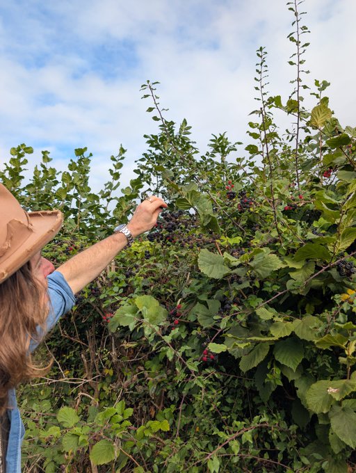 A person wearing a brown hat and blue shirt reaches into a bush to pick dark berries, with a cloudy sky in the background.