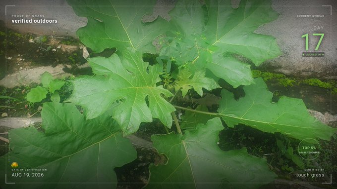 A video game-style interface displays a large green plant, with text including 'PROOF OF GRASS', 'verrified outdoors', 'CURRENT STREAK DAY 17', 'DATE OF CERTIFICATION AUG 19, 2026', and 'TOP 5% GRASS TOUCHERS'.