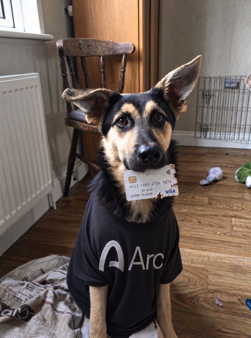 A German Shepherd dog wearing a black 'Arc' T-shirt holds a Visa credit card in its mouth, sitting on a wooden floor near a wooden chair and radiator.