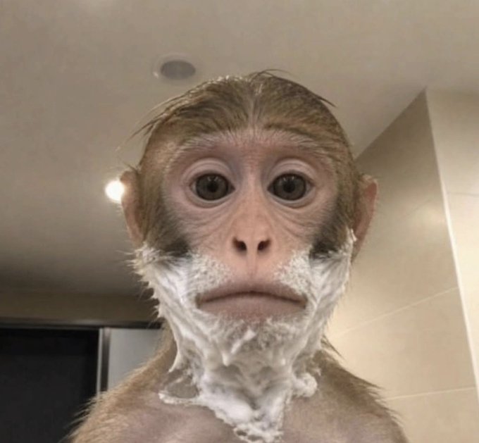 A close-up photo of a monkey with shaving cream lathered on its lower face and chin, staring directly at the camera in what appears to be a bathroom setting.